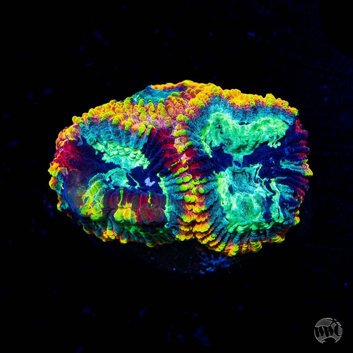 Yellow Submarine Favia - Daylight Photo