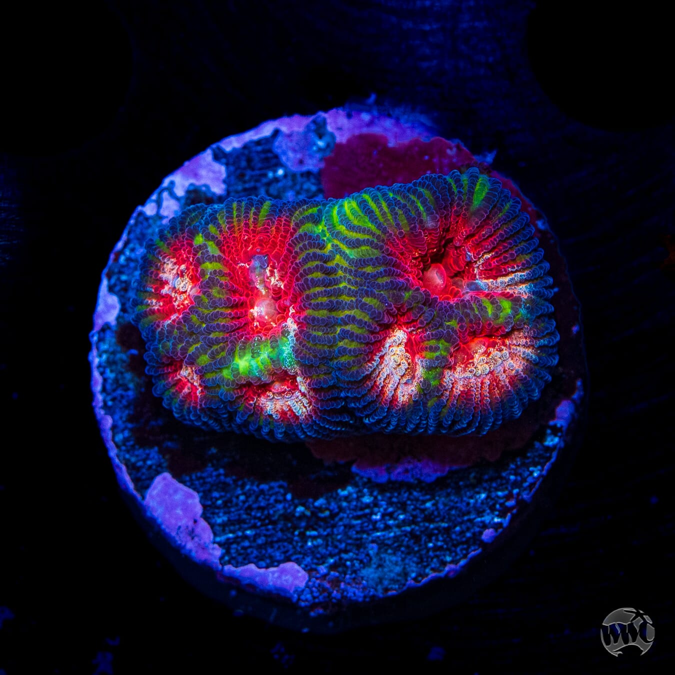 WWC Demon Eye Favia - Daylight Photo