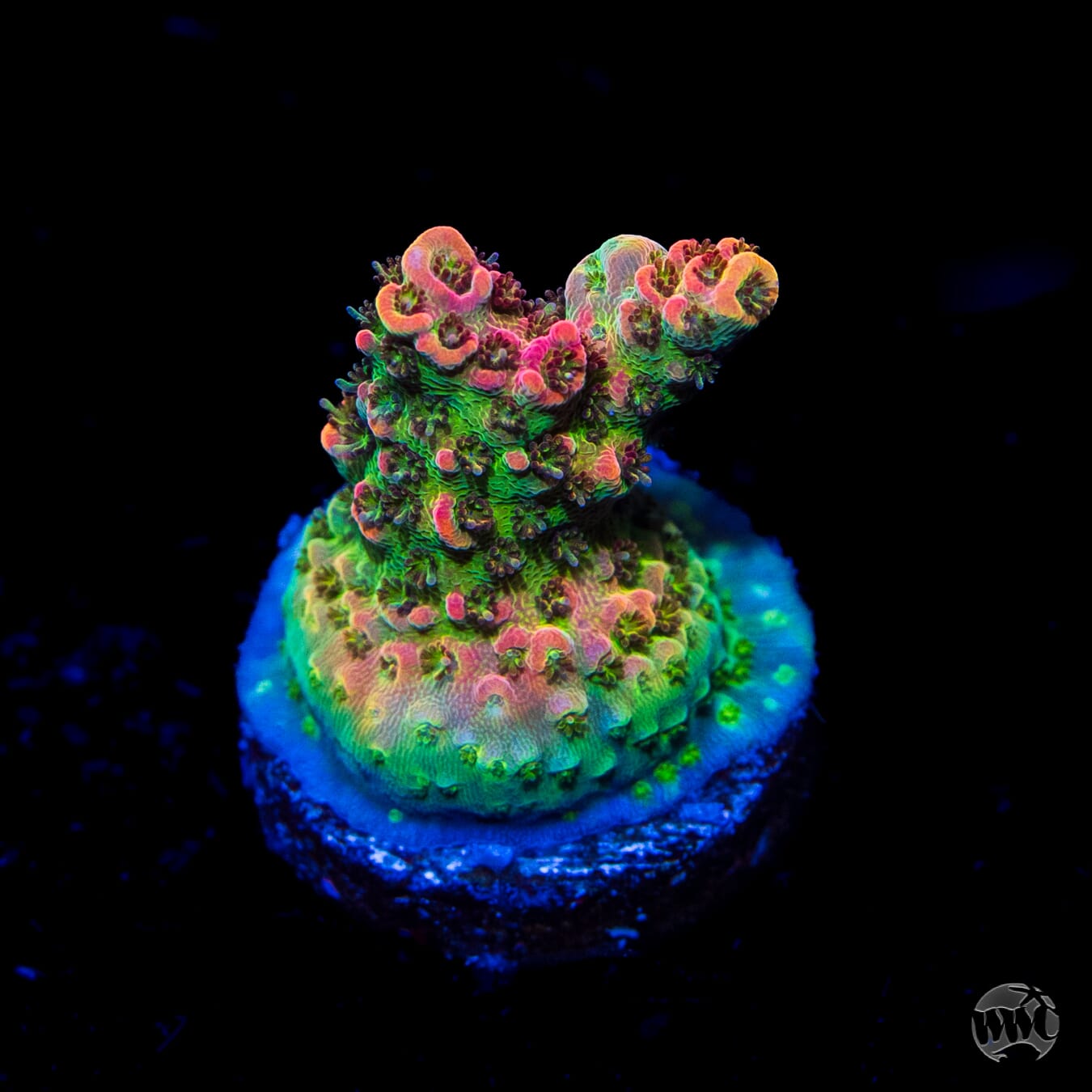 WWC Jello Shot Acropora - Daylight Photo