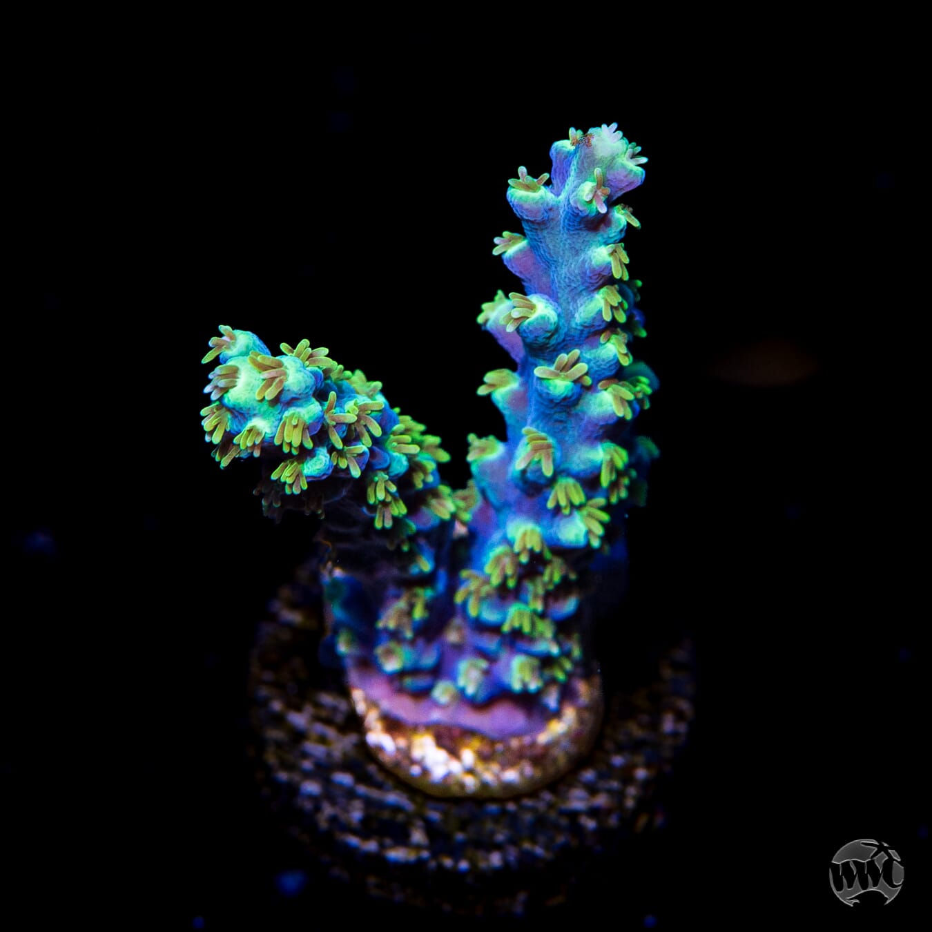 ORA Purple Plasma Acropora - Daylight Photo