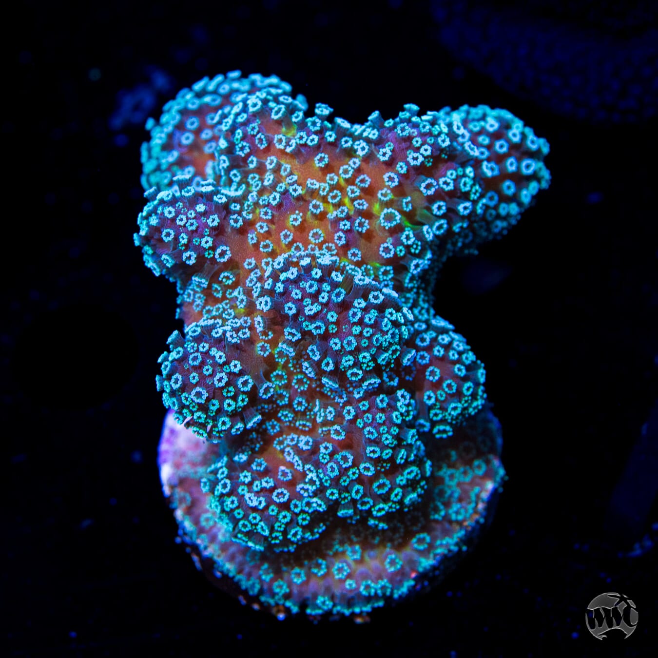Tyree Rainbow Stylophora - Daylight Photo