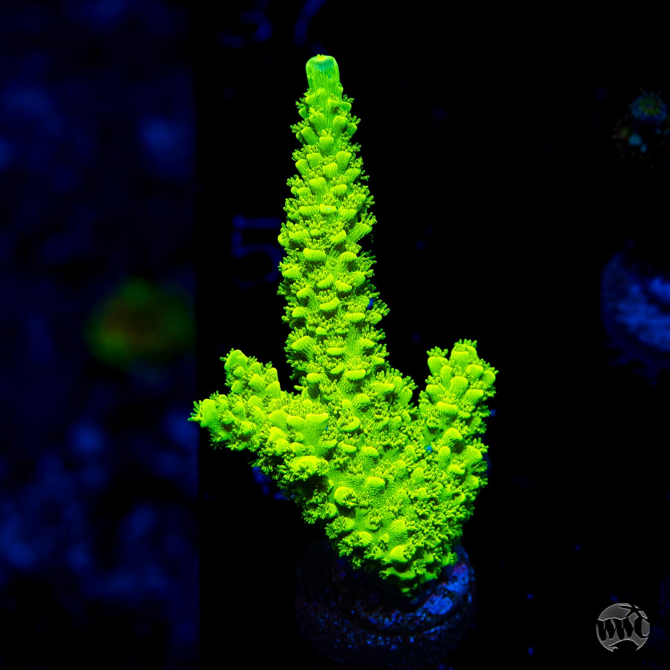 Green Slimer Acropora - Daylight Photo
