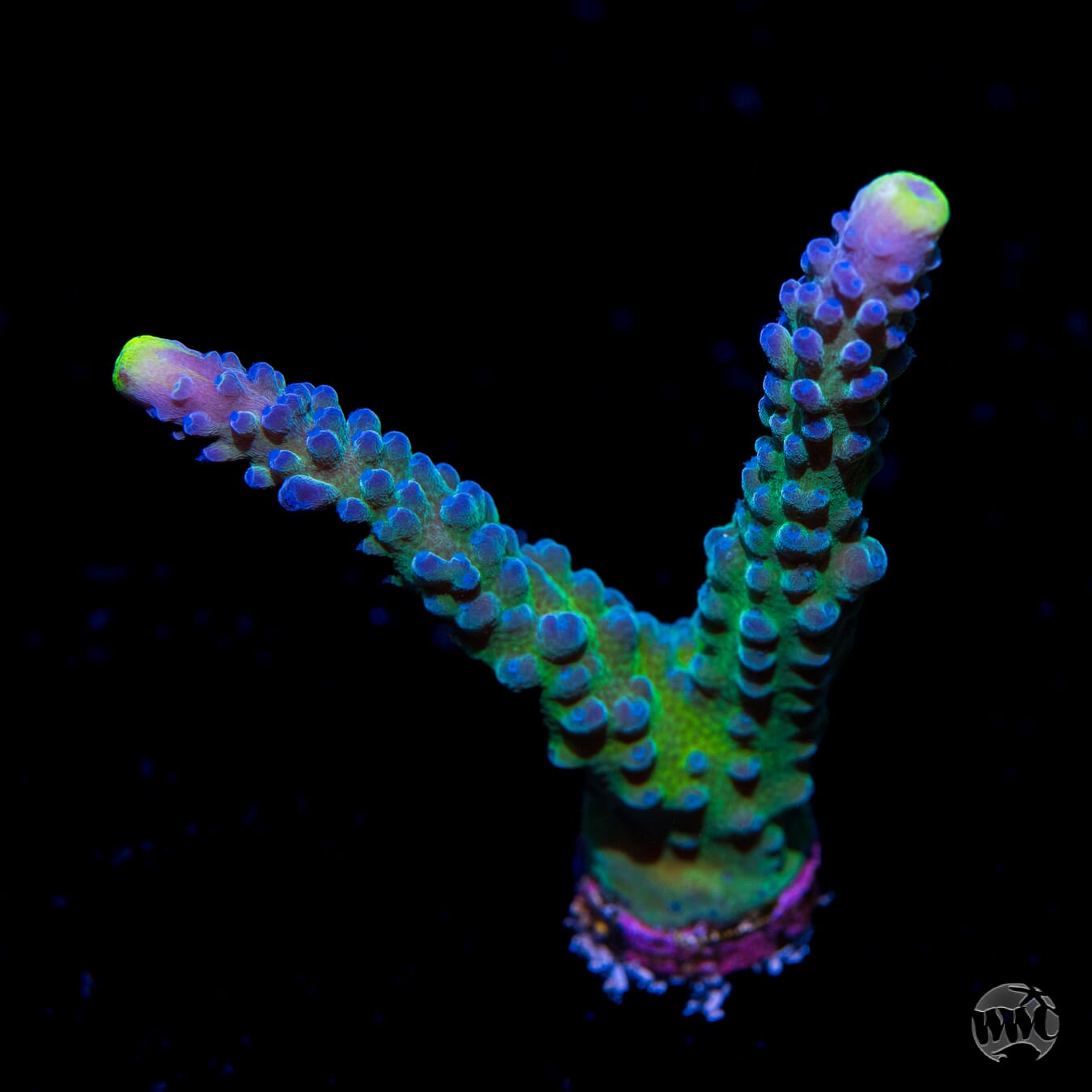 WWC Yellow Tips Austera Acropora - Daylight Photo