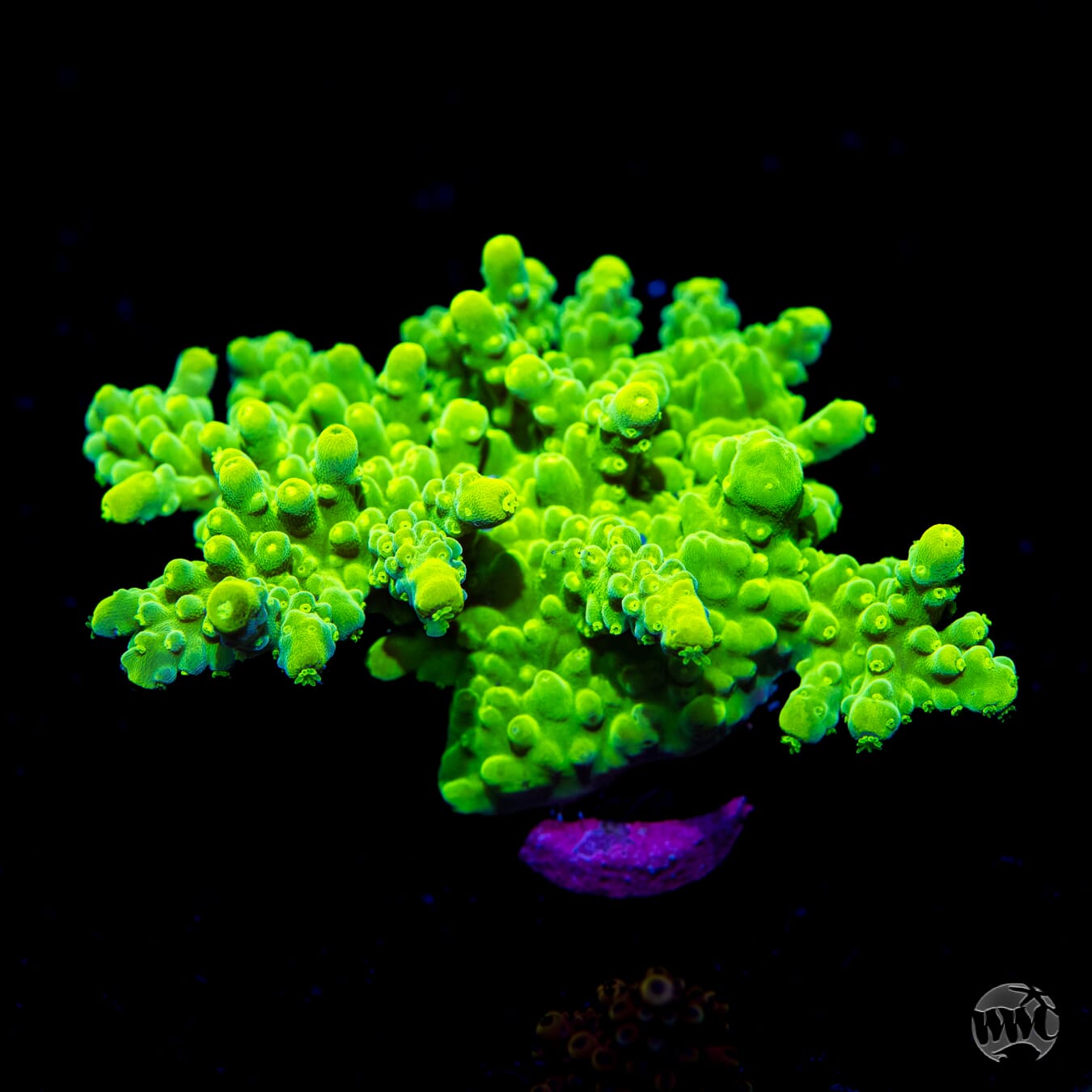 WWC Yellow Austera Acropora - Daylight Photo