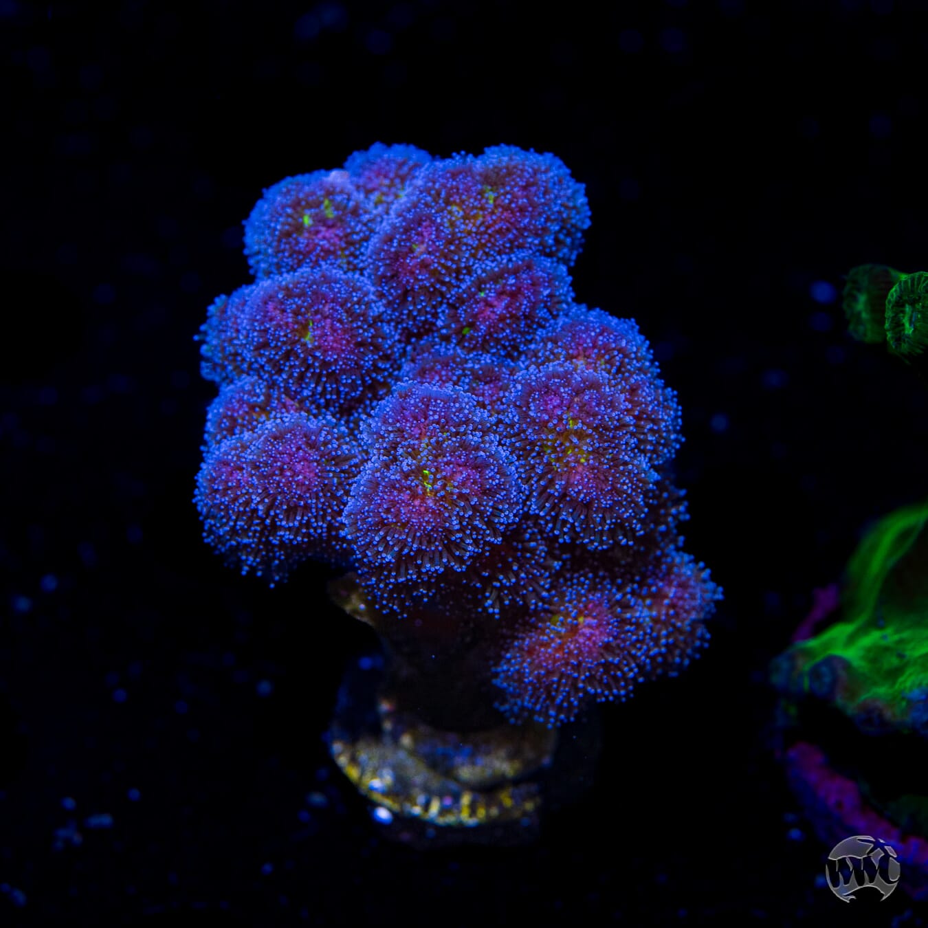 WWC Rainbow Pocillopora - Daylight Photo
