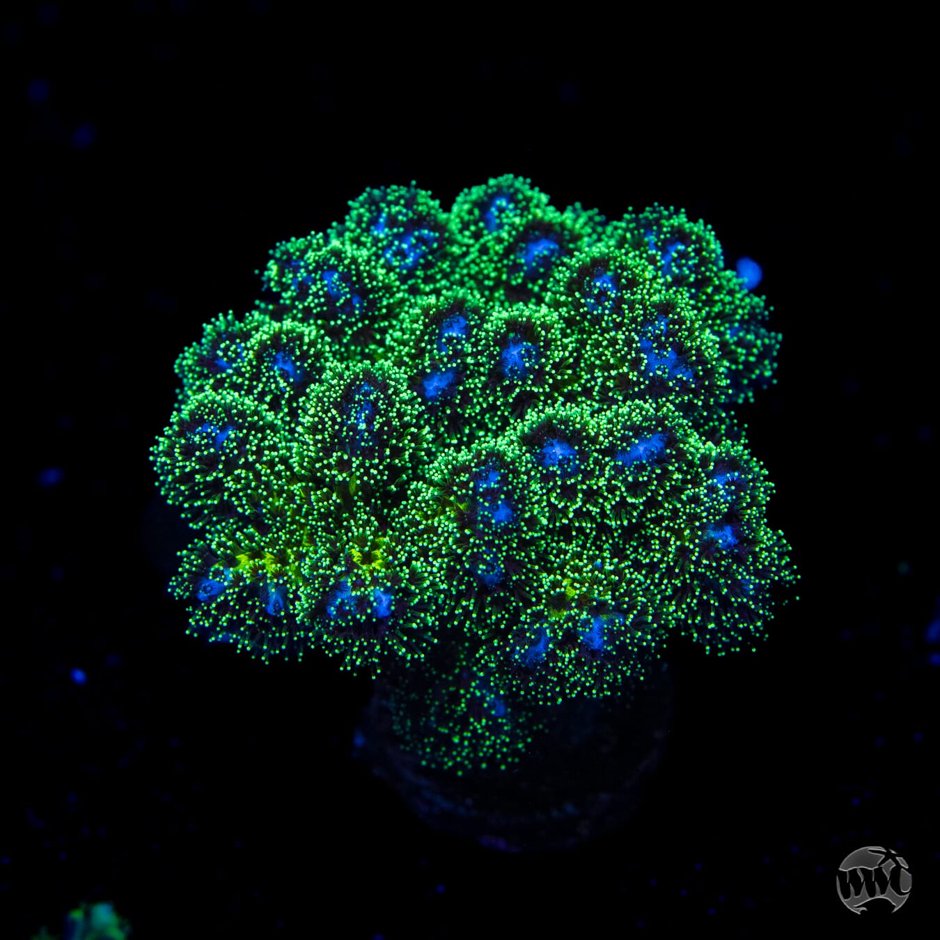WWC Electric Pocillopora - Daylight Photo