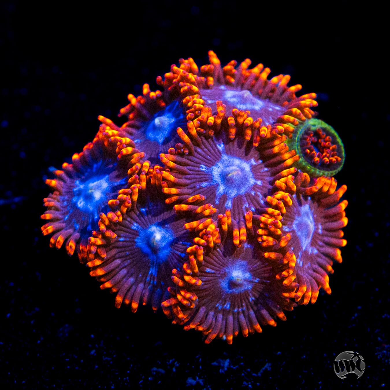 Fire and Ice Zoanthids - Daylight Photo