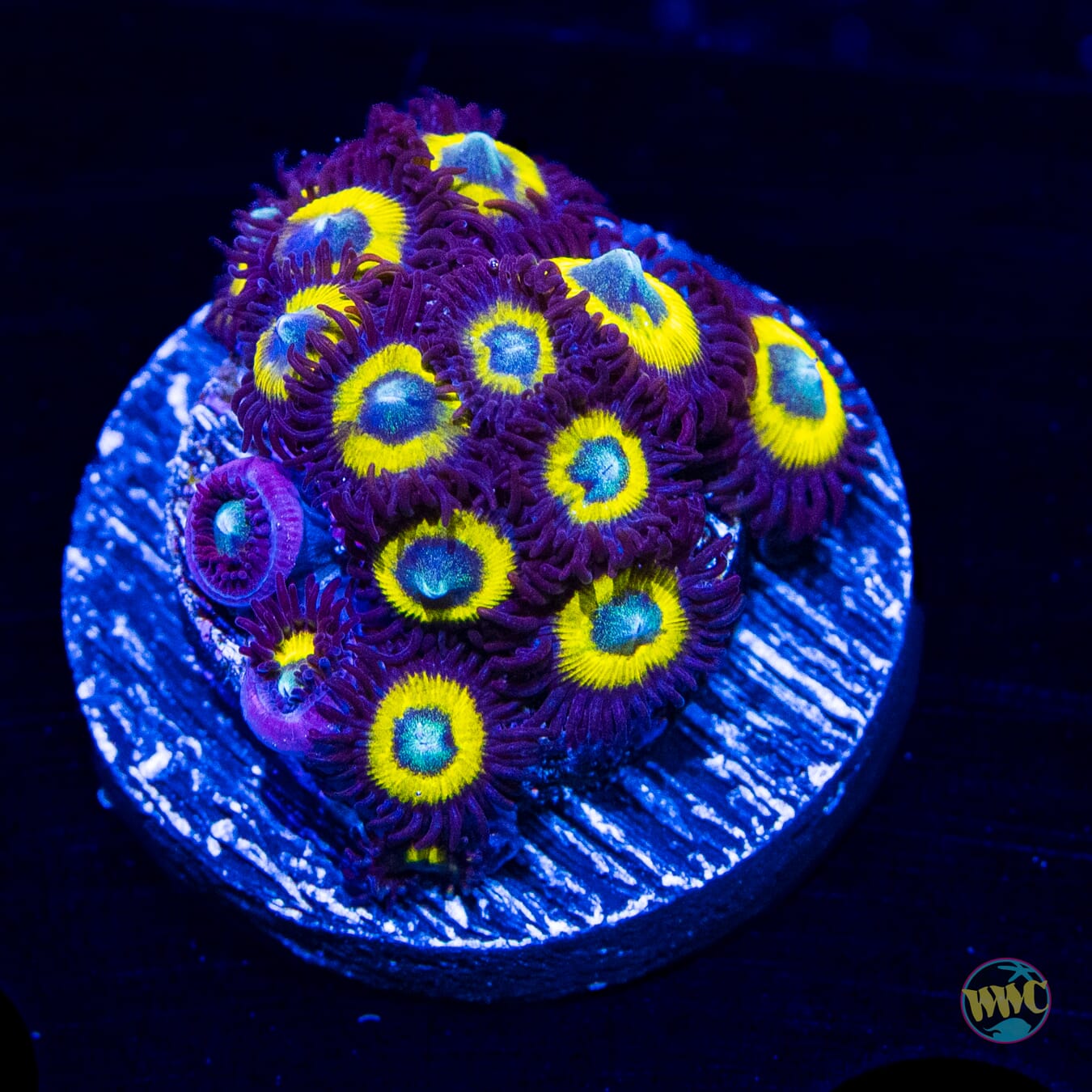 Frank Sinatra Zoanthids
