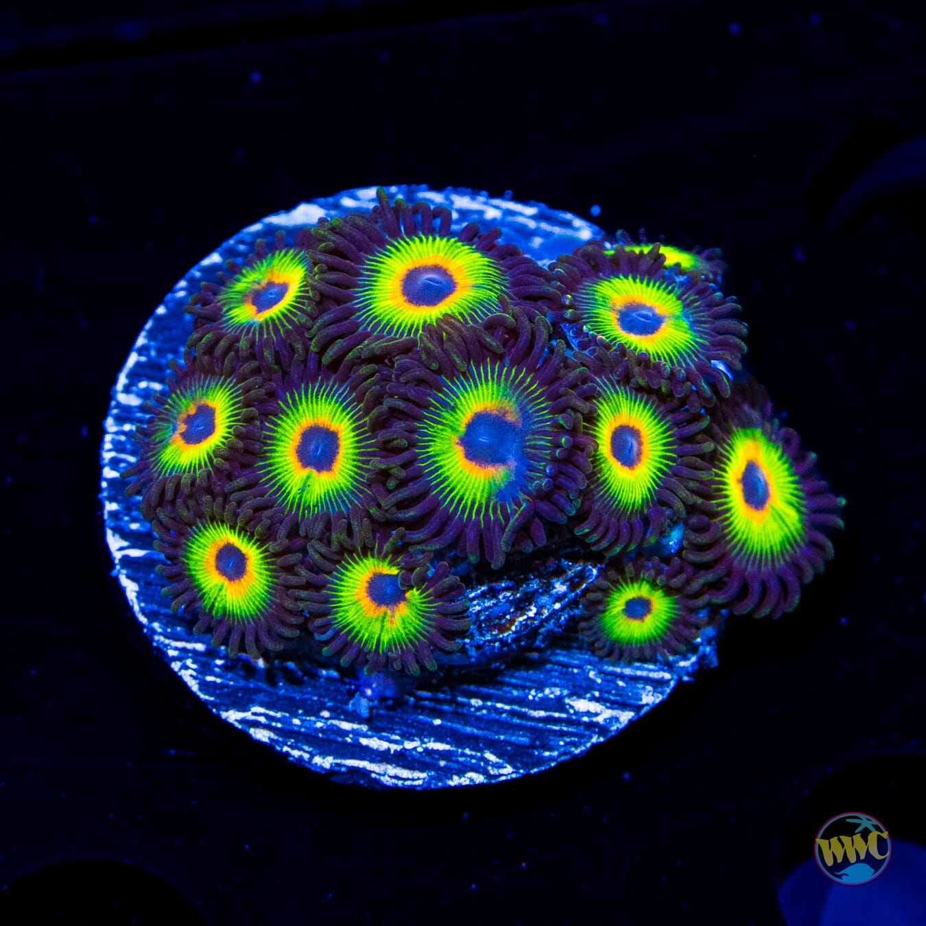 WWC Bob Marley Zoanthids