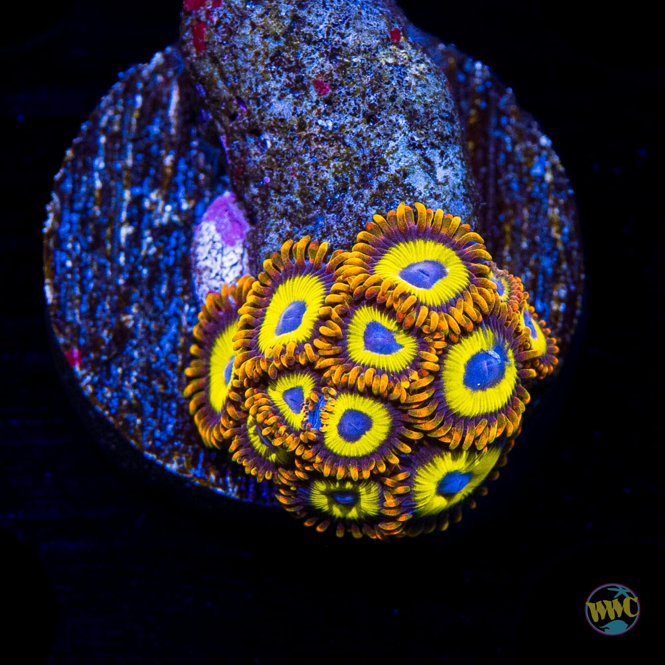 WWC Fruit Loopz Zoanthids