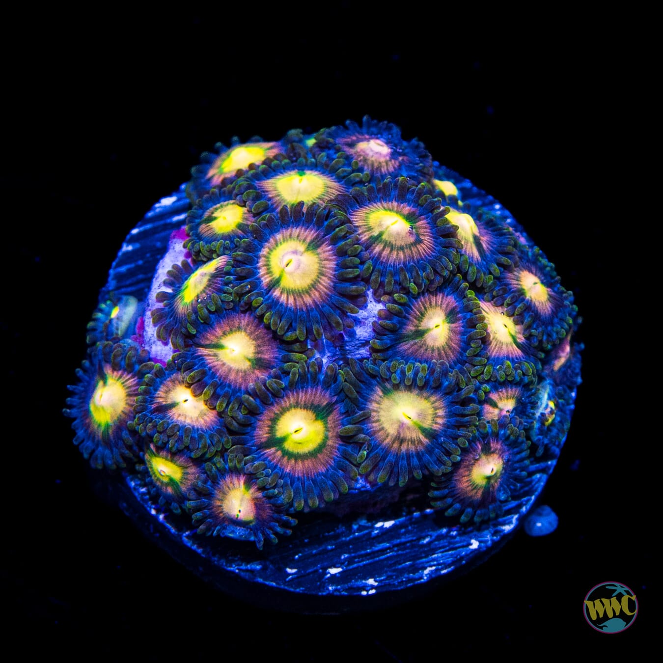 WWC Mystic Moon Zoanthids