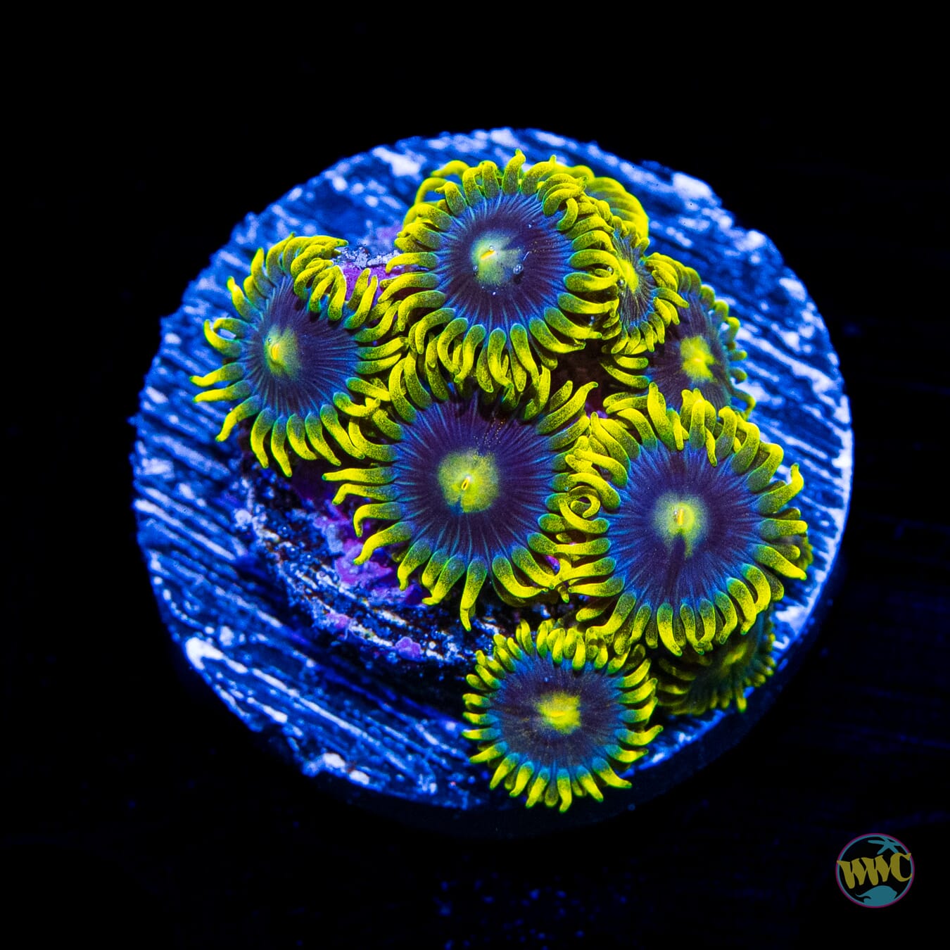 WWC Sunbeam Shuriken Zoanthids