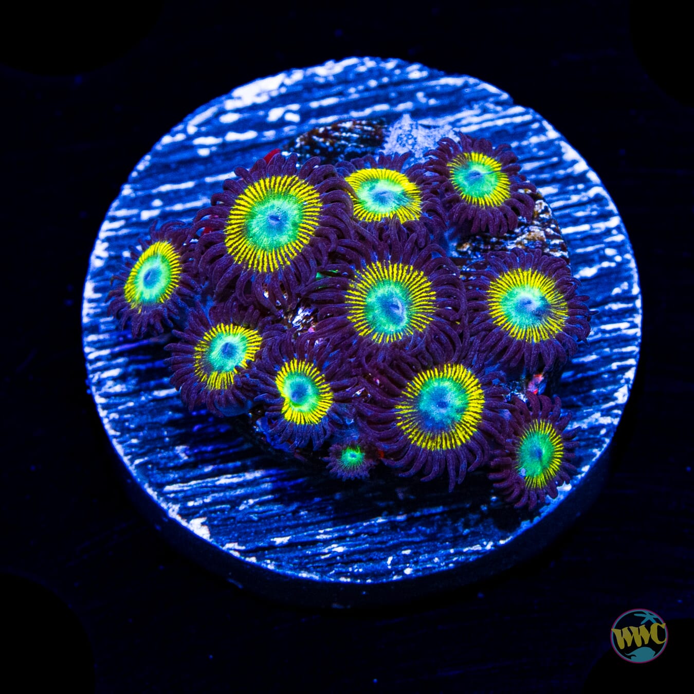 WWC Saltwater Taffee Zoanthids