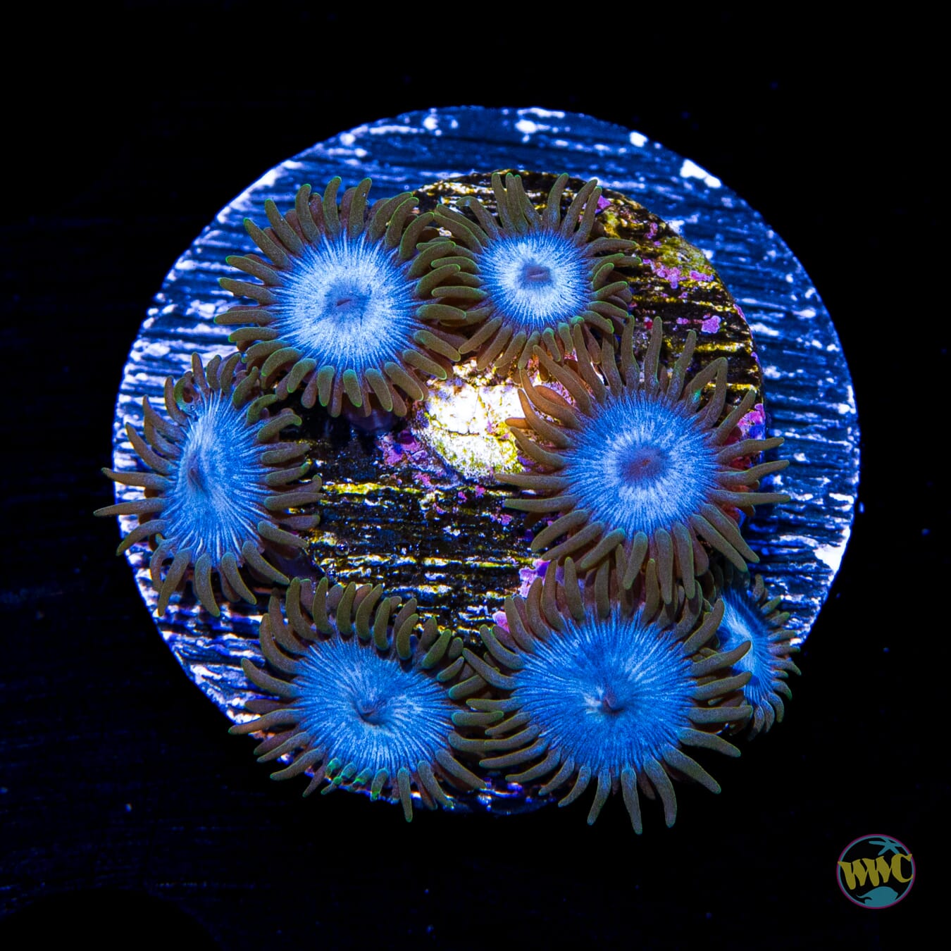 WWC Lich King Zoanthids