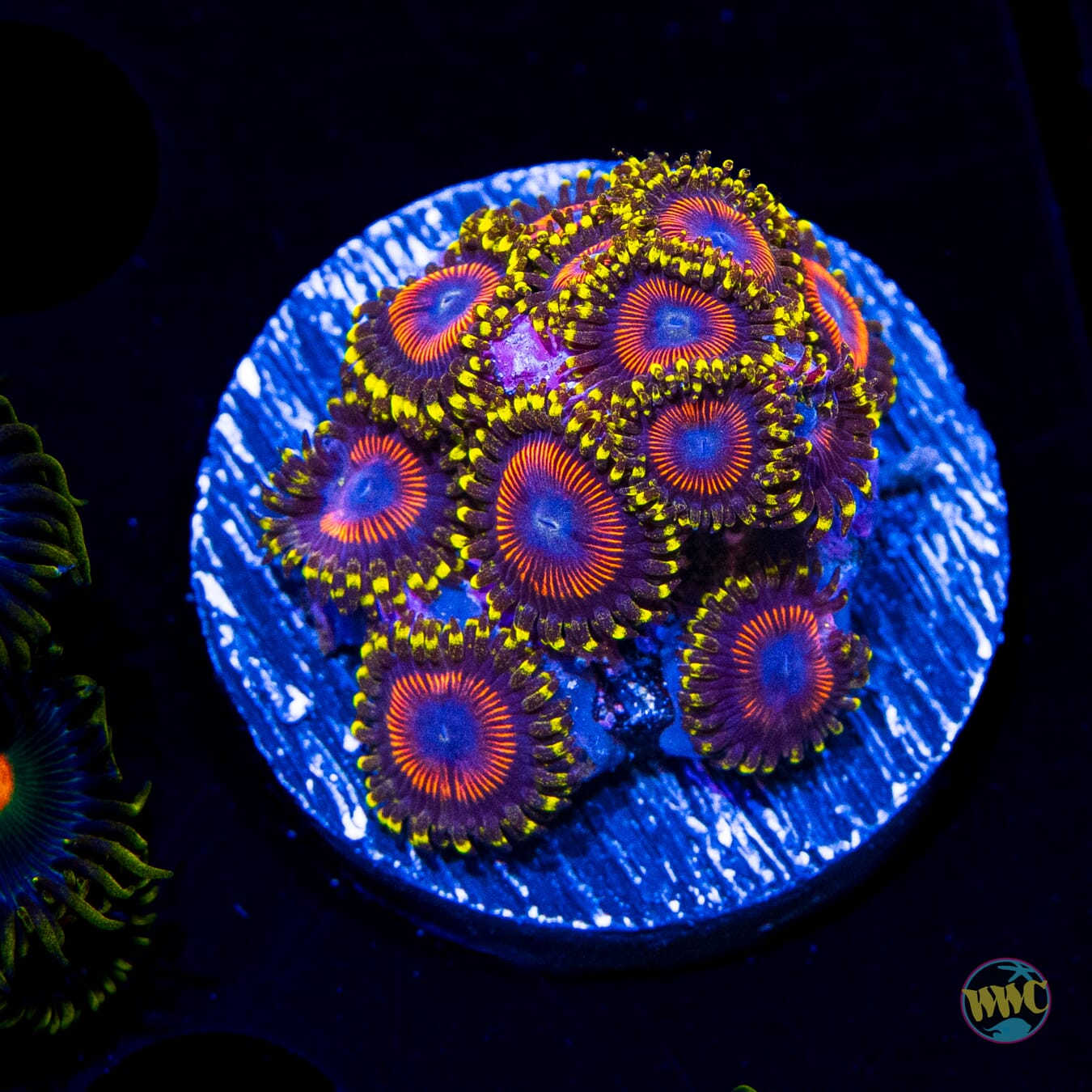 WWC Dragon Ballz Zoanthids