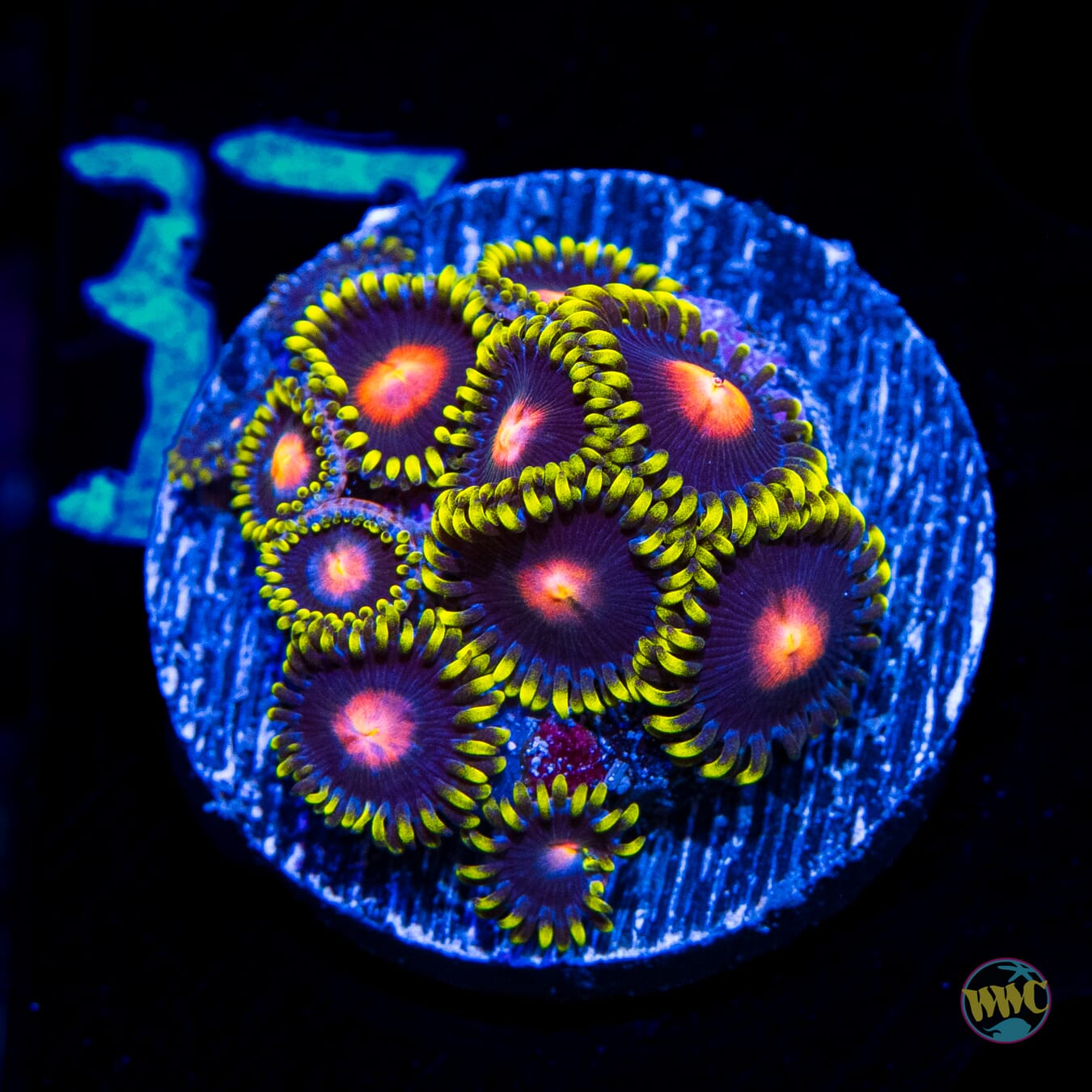 WWC Peacock Nipple Zoanthids