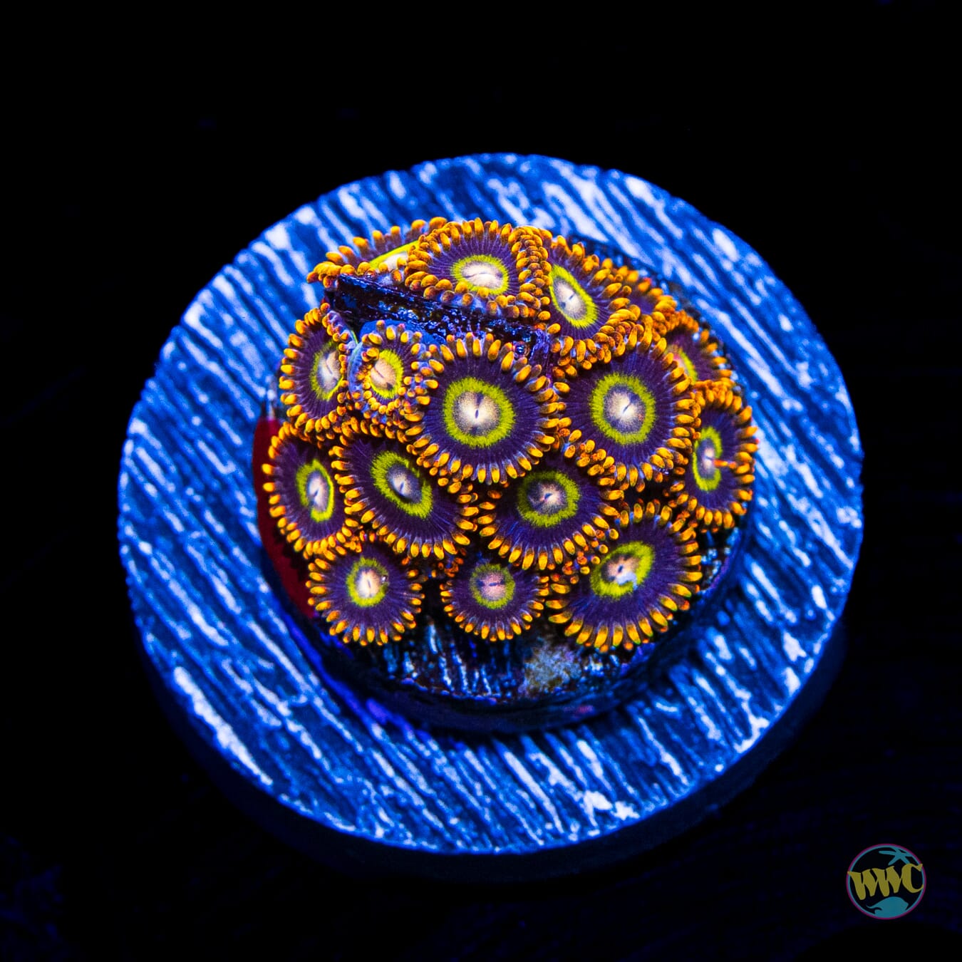 Treehouse of Horror Zoanthids