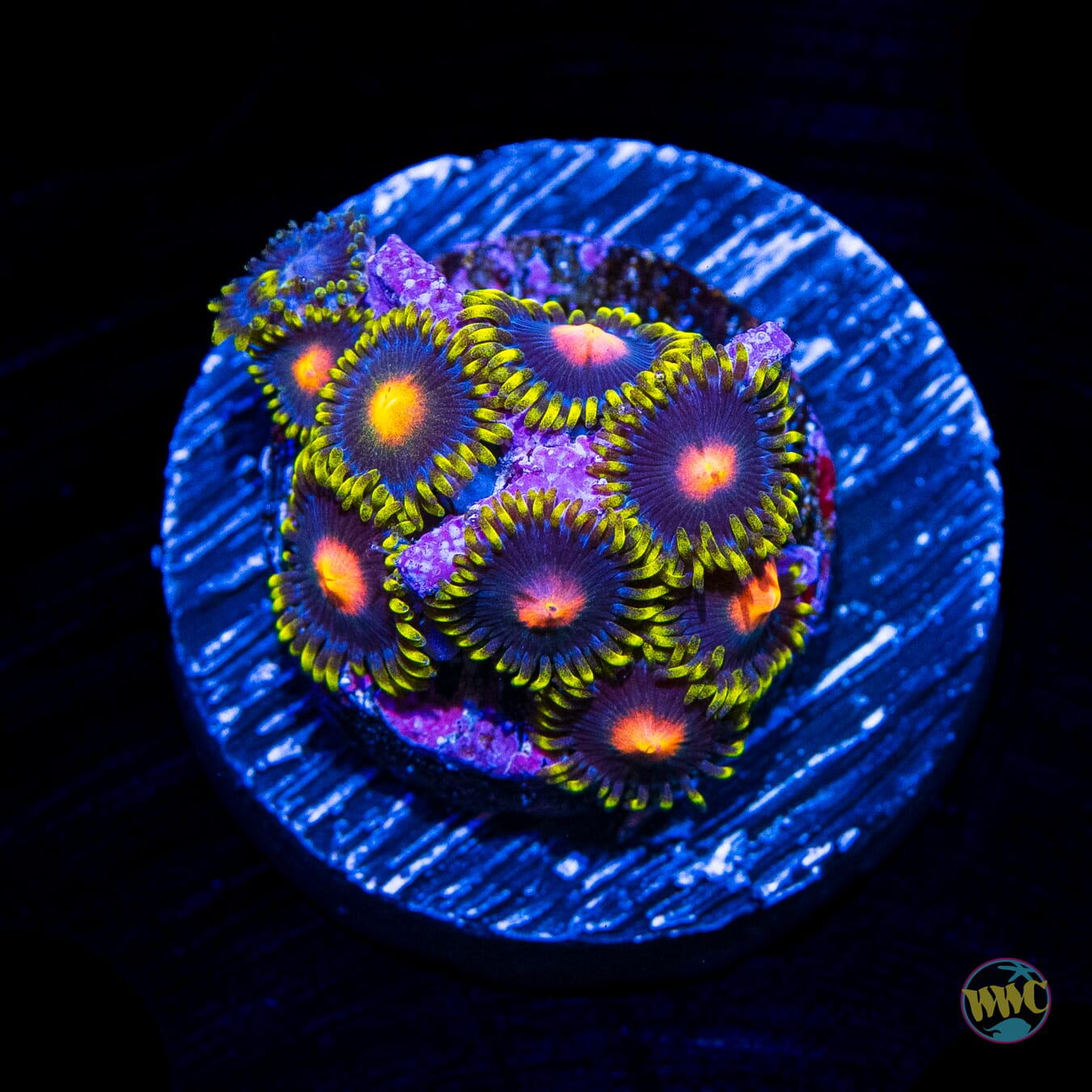 WWC Peacock Nipple Zoanthids