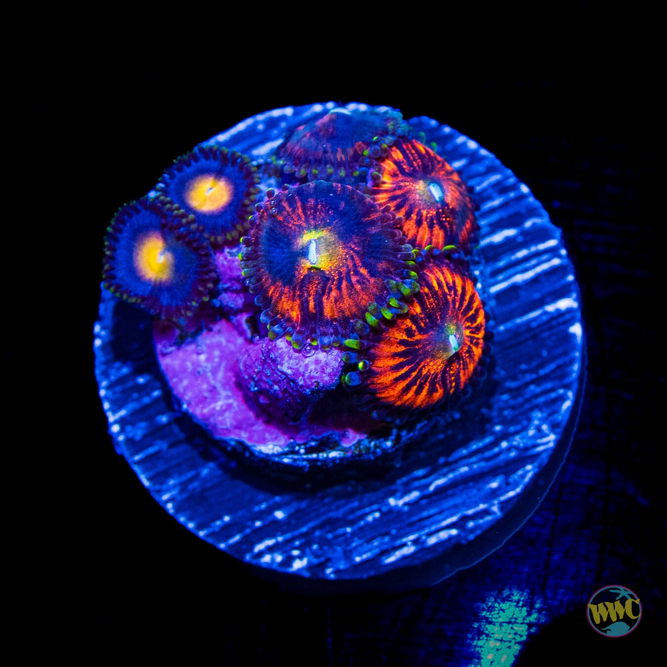 WWC Mambo Jambo and Crown Royal Combo Zoanthids