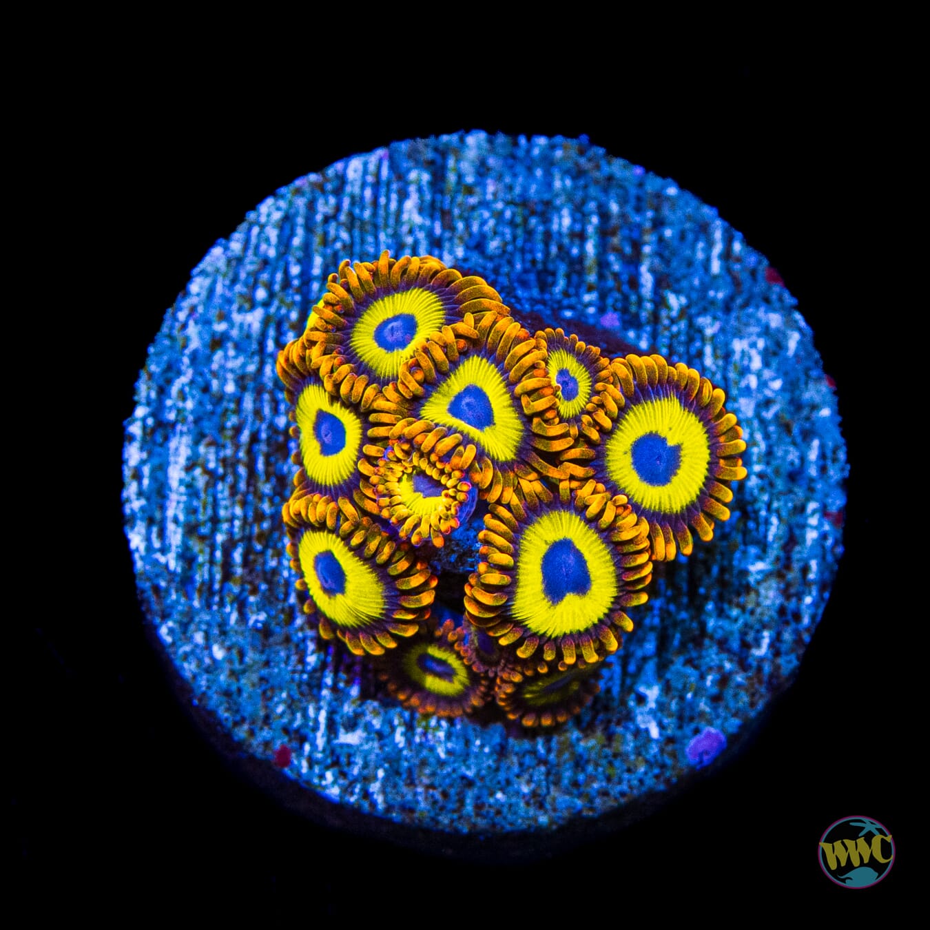 WWC Fruit Loopz Zoanthids