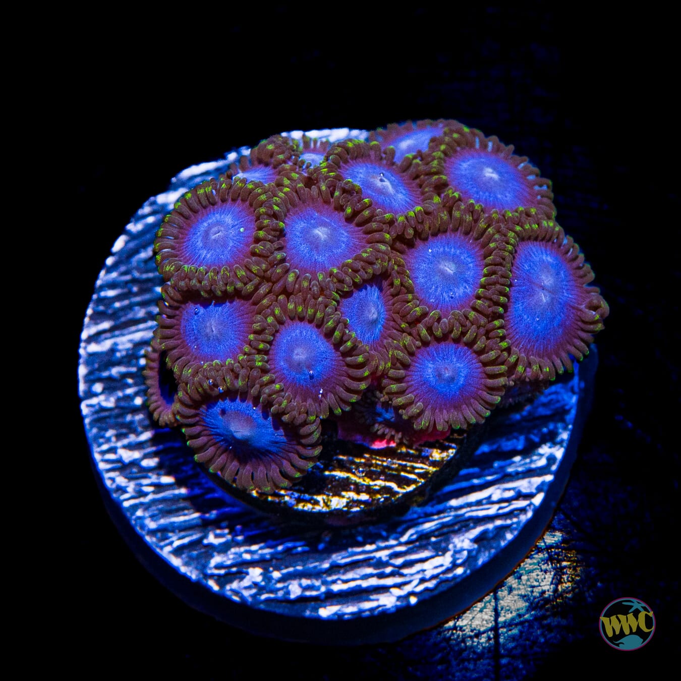 Tubbs Blues Zoanthids