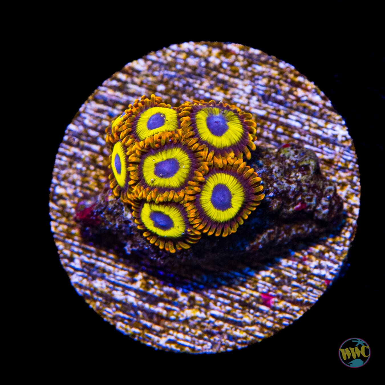 Fruit Loopz Zoanthids