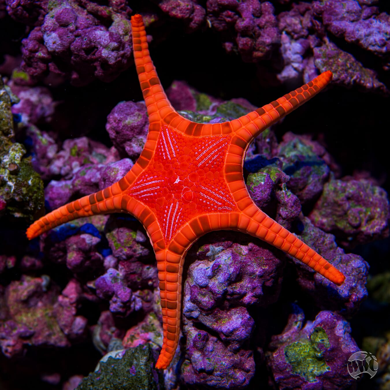 WYSIWYG Double Starfish #2