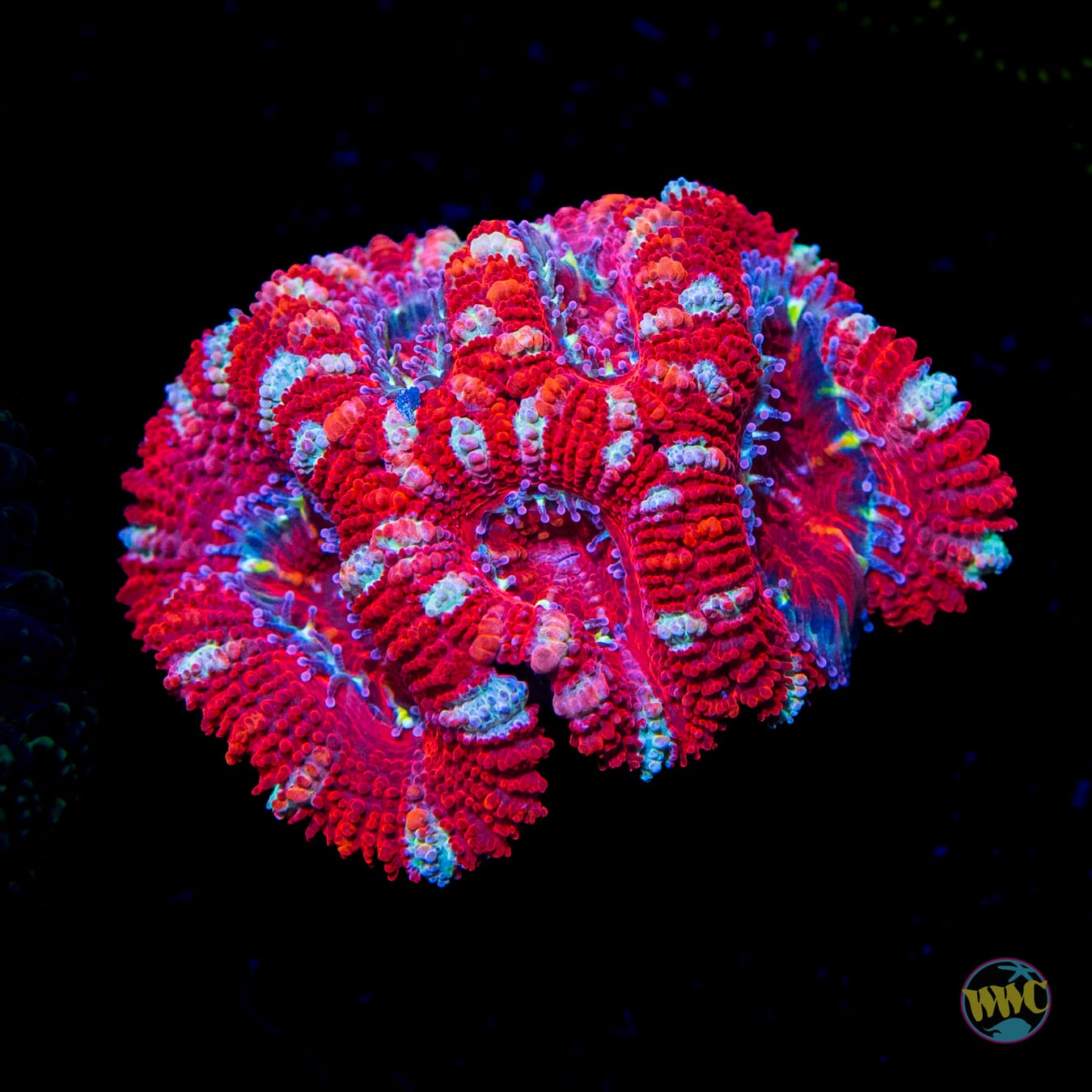 Peppermint Stick Aussie Lord - Daylight Photo