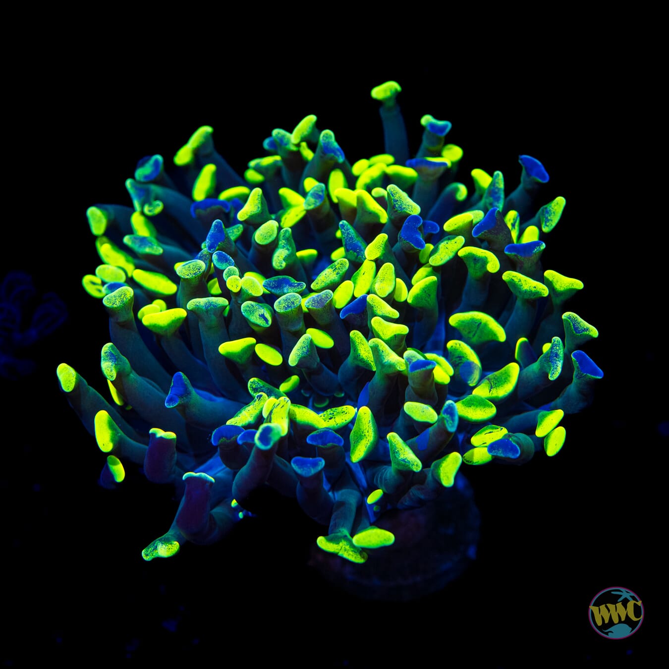 Ultimate Neon Splatter Branching Hammer - Daylight Photo
