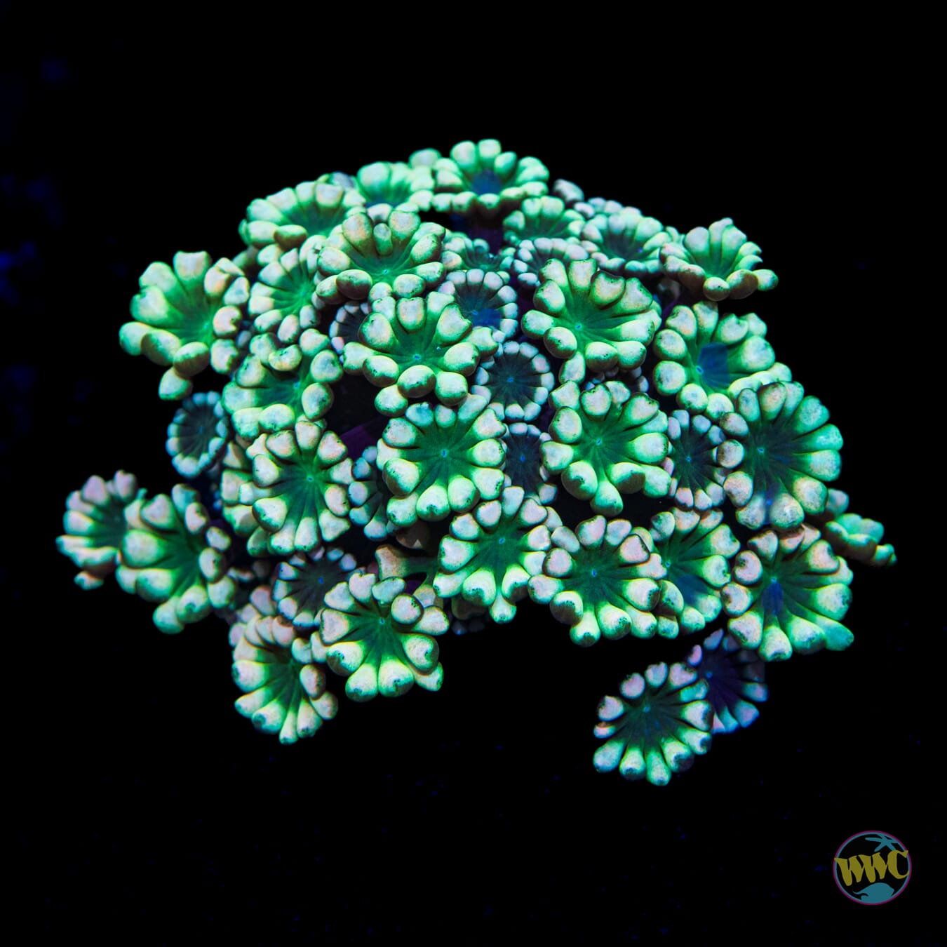 WWC Emerald Hologram Alveopora - Daylight Photo