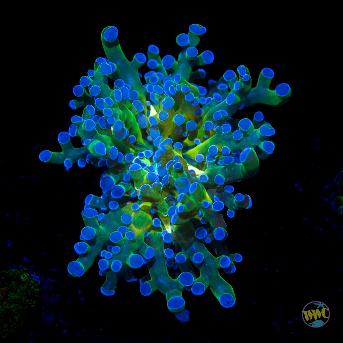 Ocean Potion Branching Frogspawn - Daylight Photo