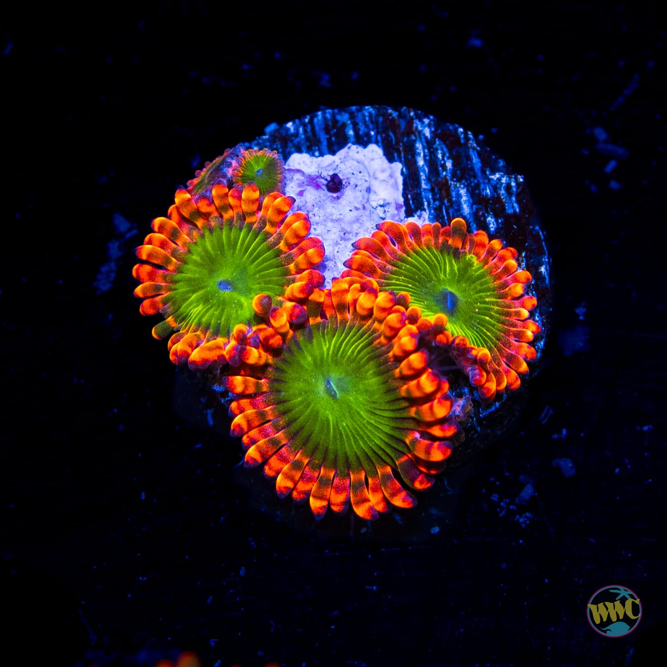 Oompa Loompa Zoanthids - Daylight Photo