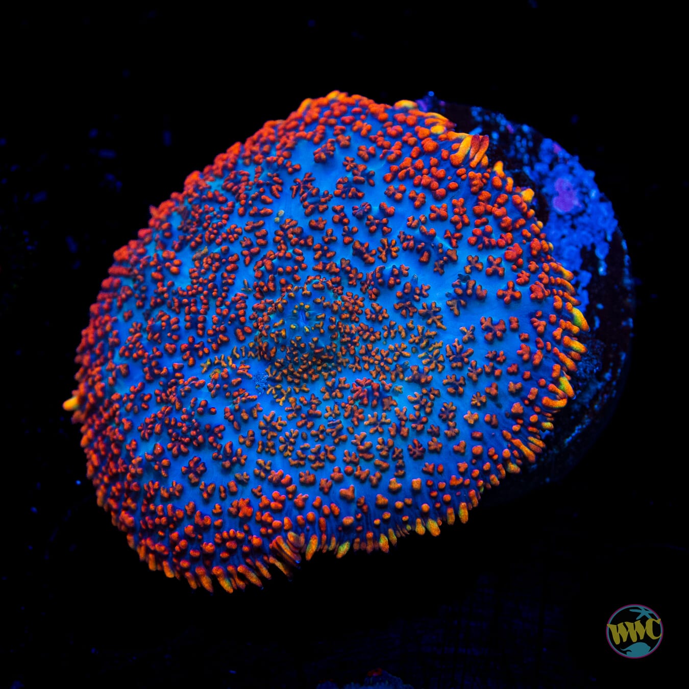 Ultimate Superman Rhodactis Mushroom - Daylight Photo