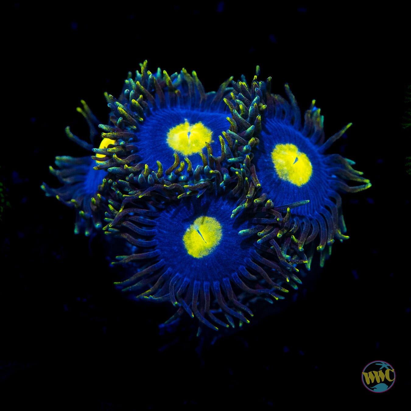 WWC Crazy Kimchi Zoanthids - Daylight Photo