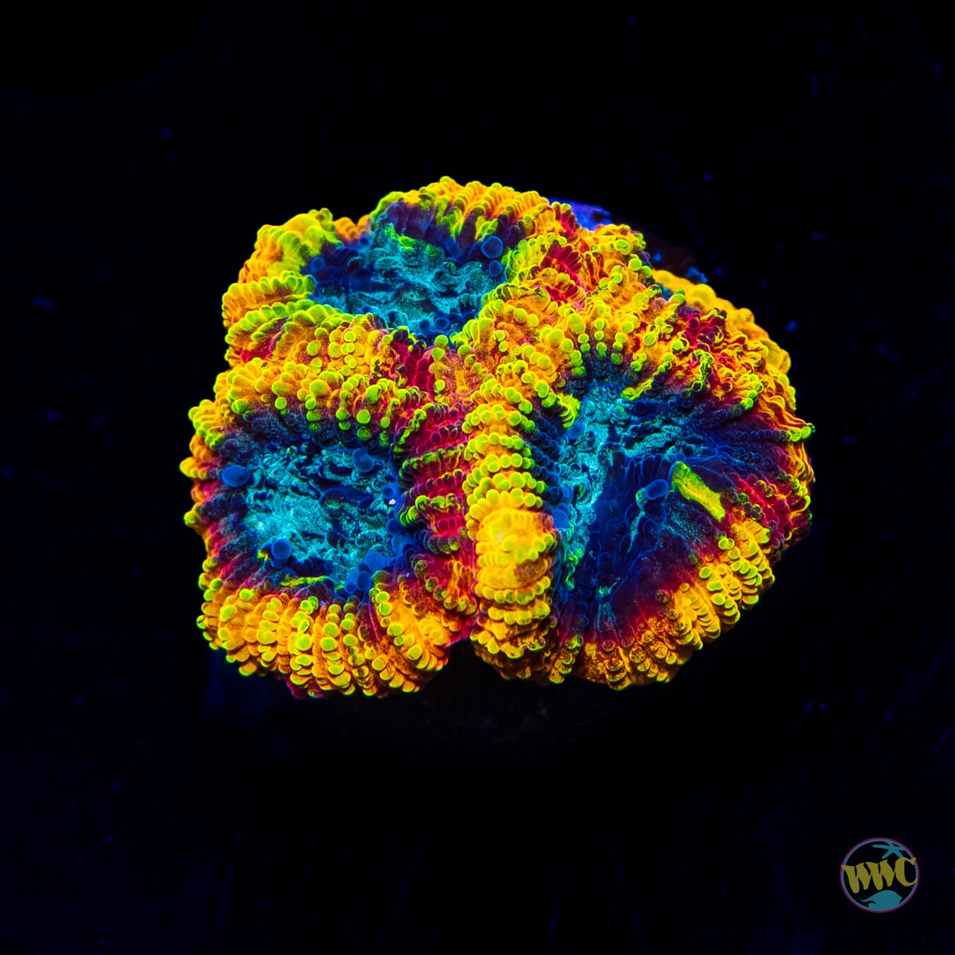 Yellow Submarine Favia - Daylight Photo