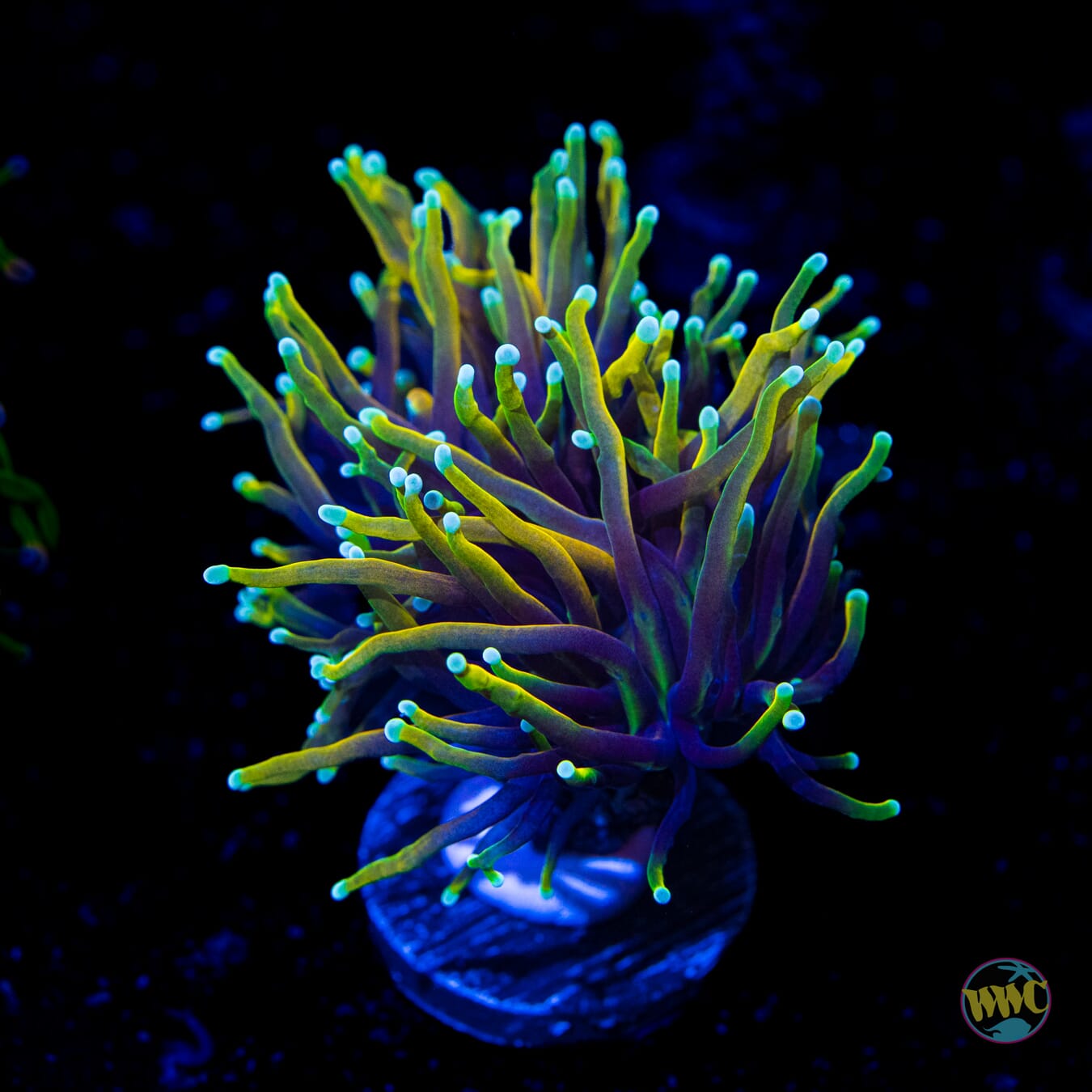 Juicy Fruit Torch - Daylight Photo