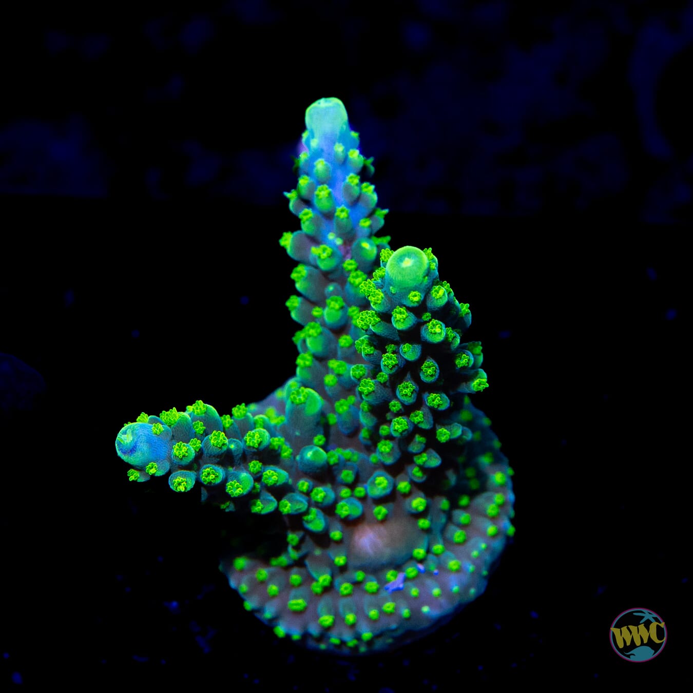WWC Solomon Split Acropora - Daylight Photo