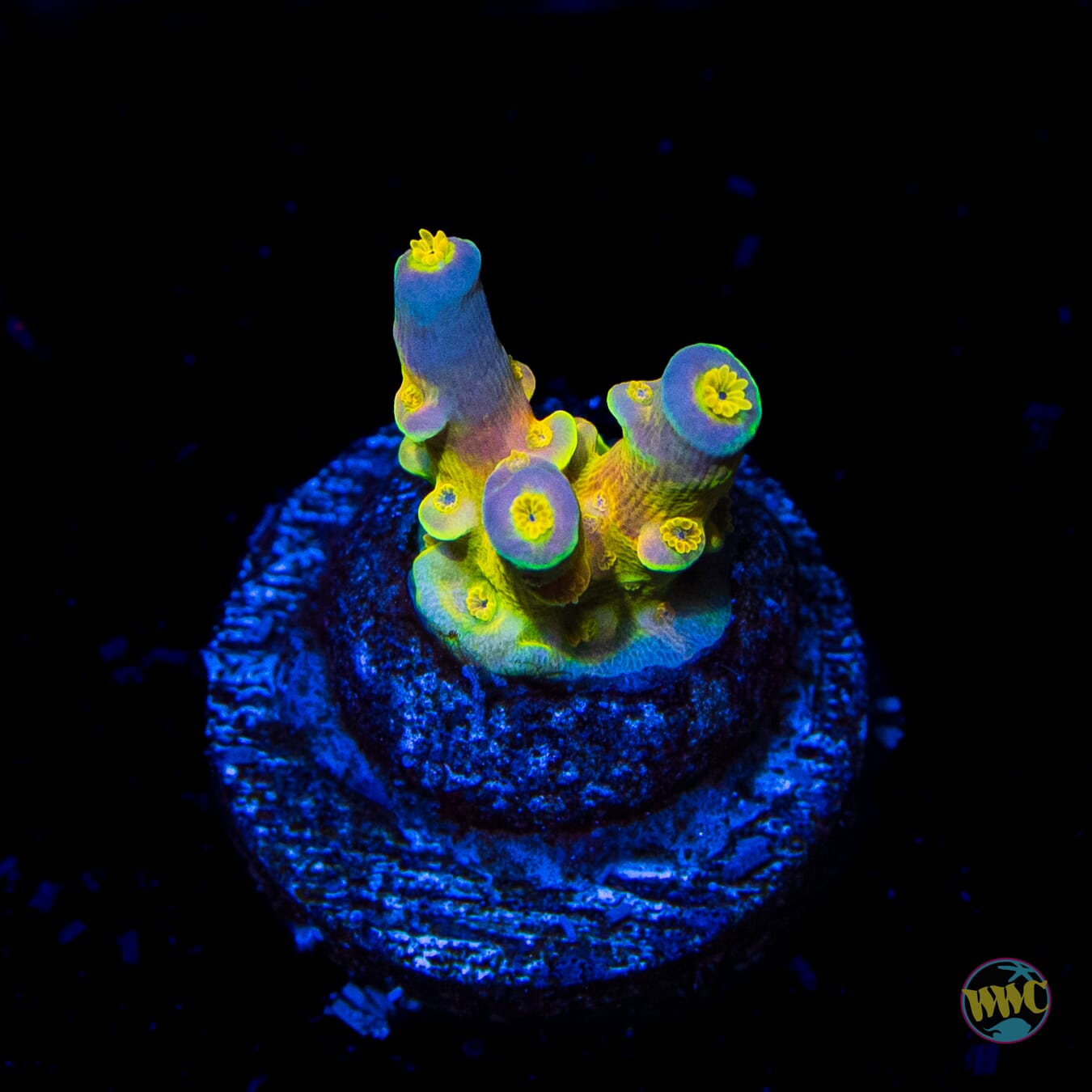 WD Tenuis Acropora - Daylight Photo
