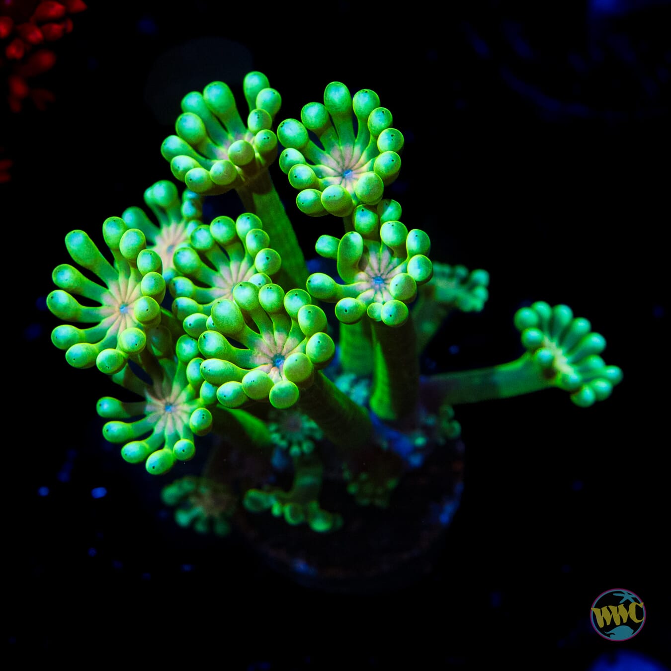 Irish Charm Alveopora - Daylight Photo