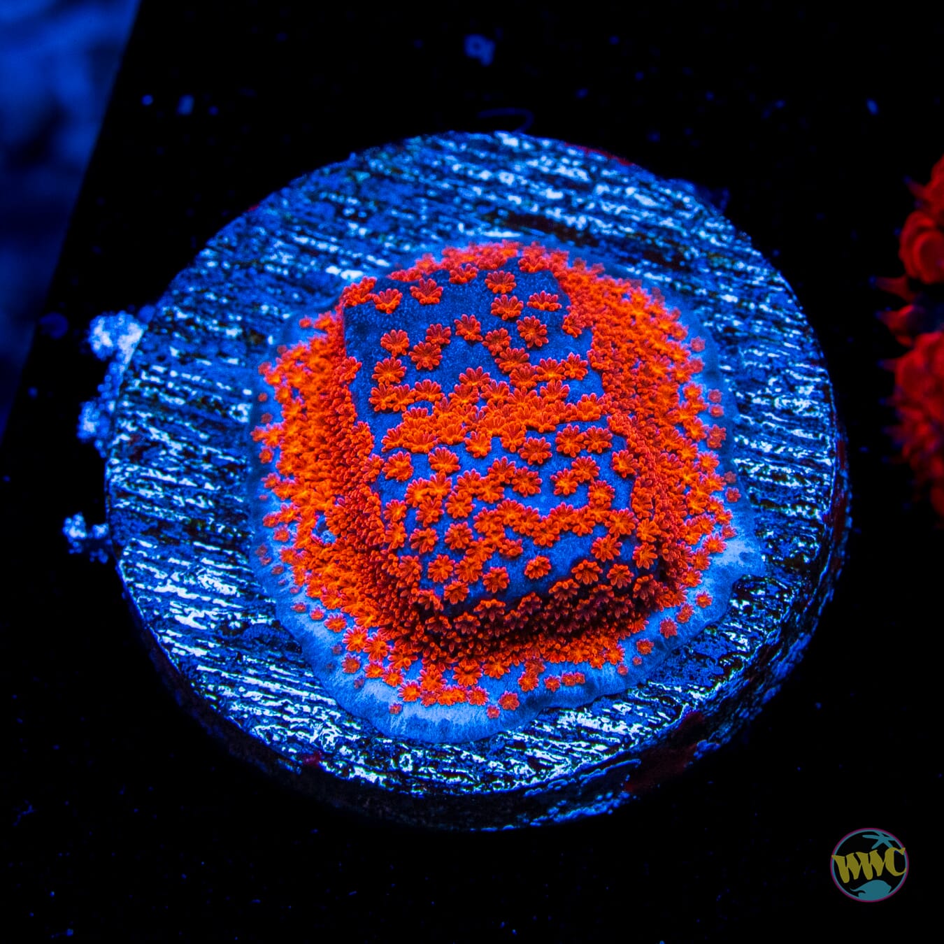 Superman Montipora - Daylight Photo