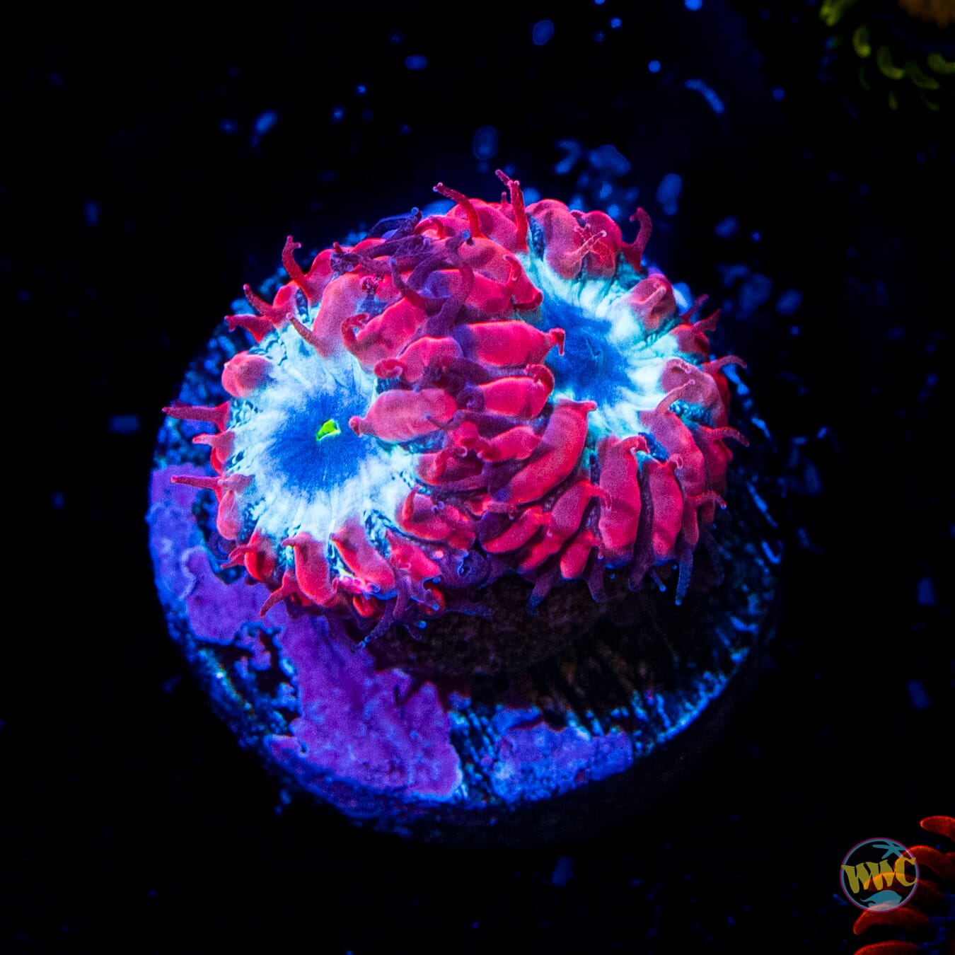 WWC Superman Merletti Blastomussa - Daylight Photo
