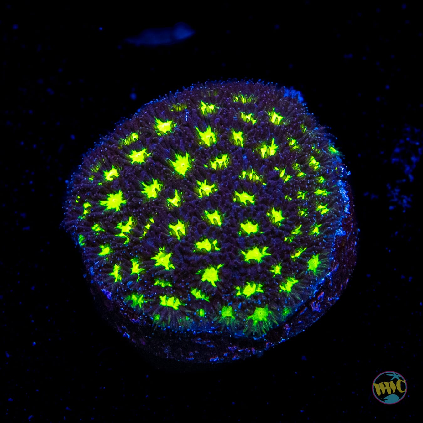 WWC Spooky Leptastrea - Daylight Photo