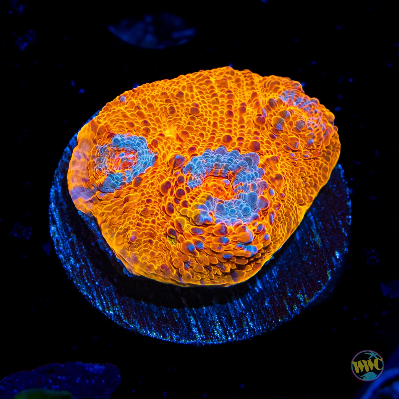 WWC Nacho Cheese Chalice - Daylight Photo