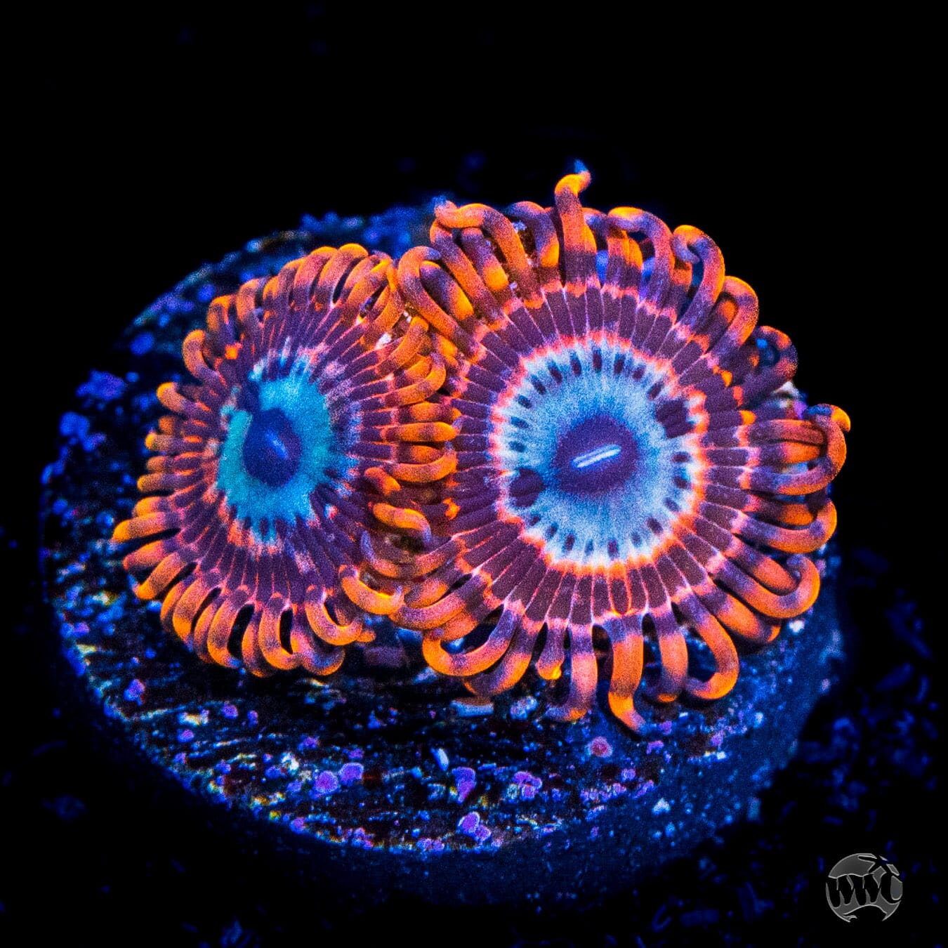 Utter Peace Zoanthids