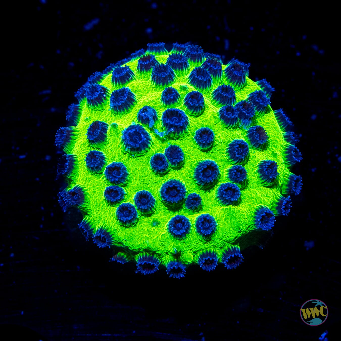 WWC Mardi Gras Cyphastrea - Daylight Photo