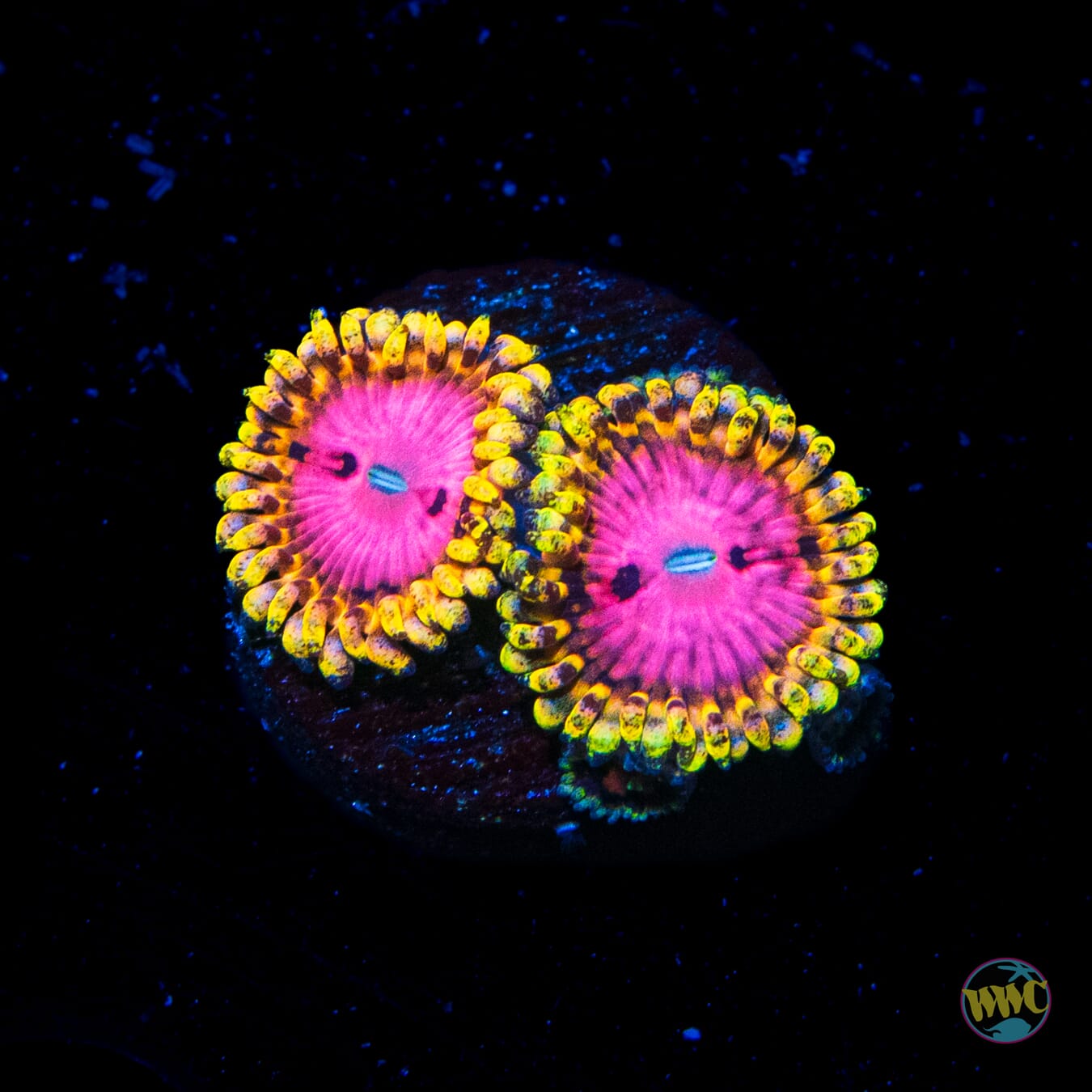 RR Pink Diamond Zoanthids - Daylight Photo