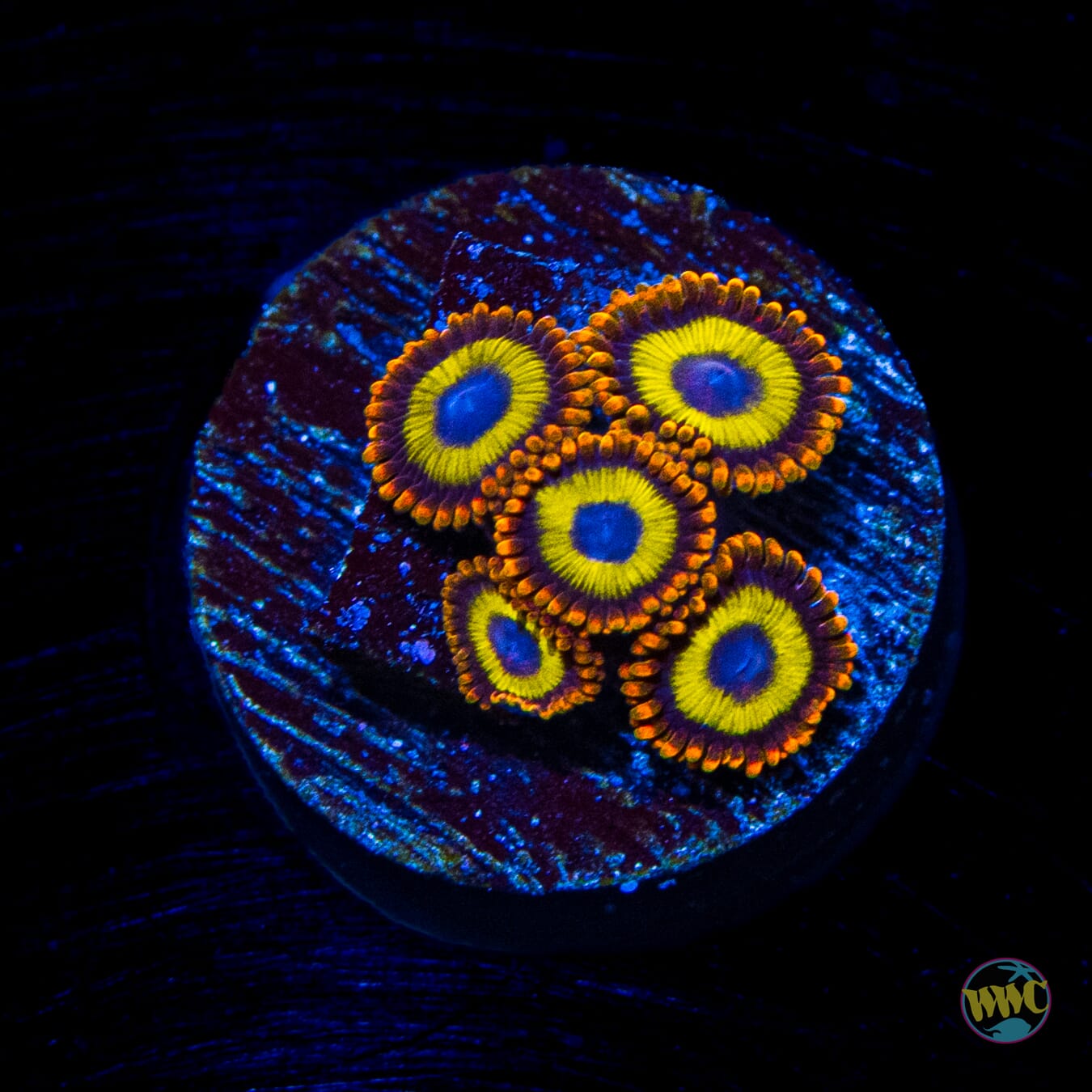 Fruit Loopz Zoanthids - Daylight Photo