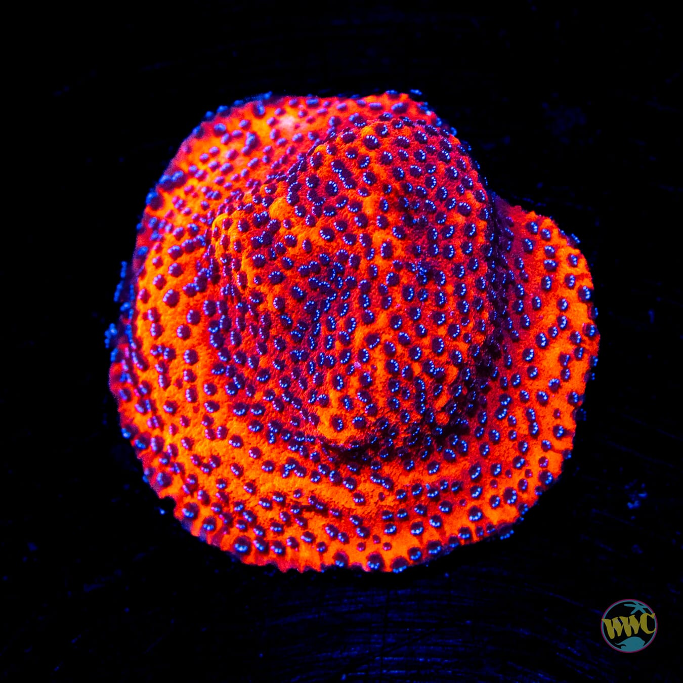 WWC Mystic Sunset Montipora - Daylight Photo