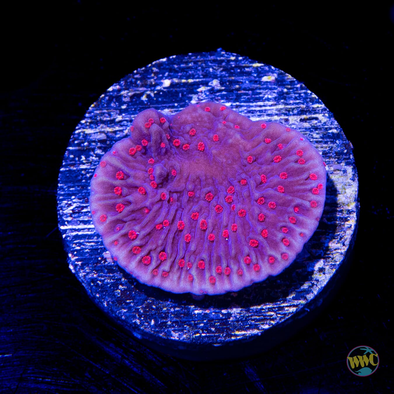 Red Roses Montipora - Daylight Photo