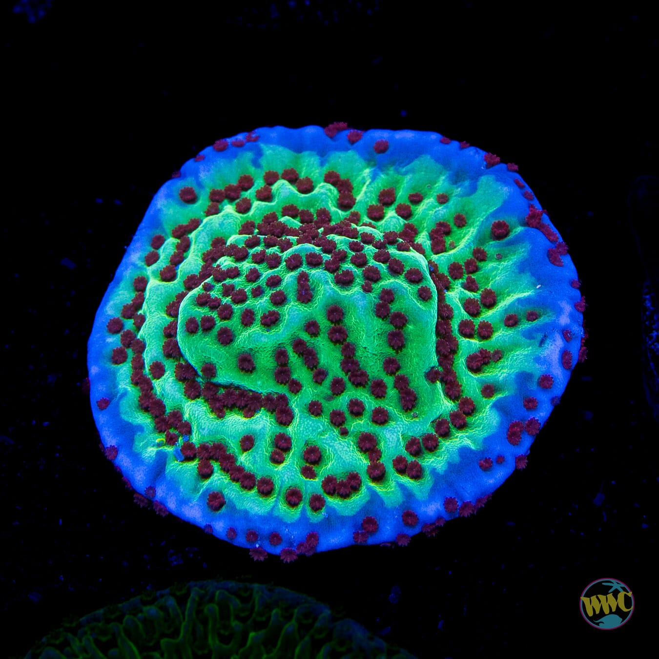 Jedi Mind Trick Montipora - Daylight Photo